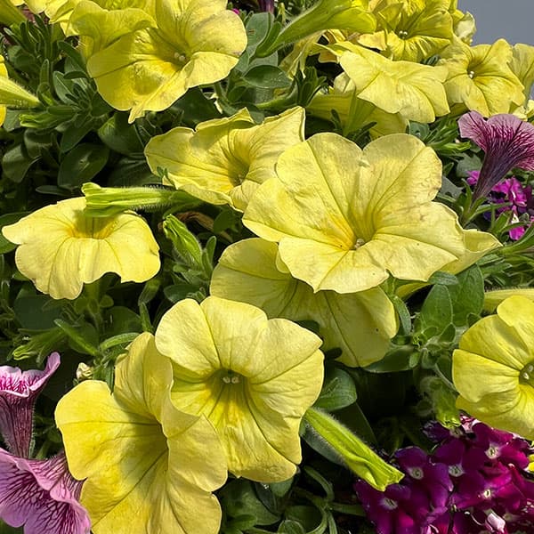 ペチュニア＆バーベナ：カラフル3品種植え／ハローフィエスタ8号スリット吊鉢植え