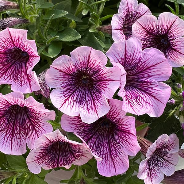 ペチュニア＆バーベナ：カラフル3品種植え／ハローフィエスタ8号スリット吊鉢植え