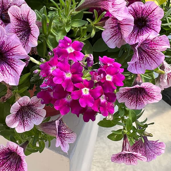 ペチュニア＆バーベナ：カラフル3品種植え／ハローフィエスタ8号スリット吊鉢植え