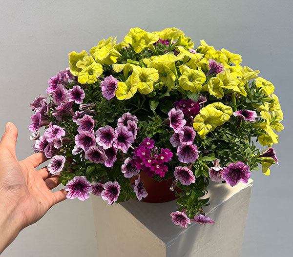 ペチュニア＆バーベナ：カラフル3品種植え／ハローフィエスタ8号スリット吊鉢植え