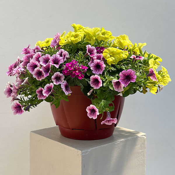 ペチュニア＆バーベナ：カラフル3品種植え／ハローフィエスタ8号スリット吊鉢植え