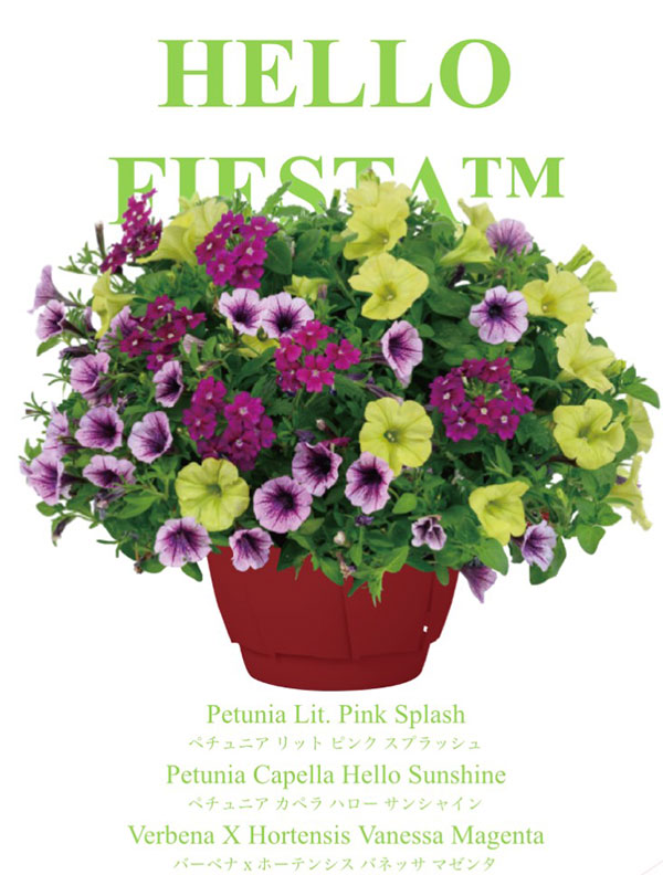 ペチュニア＆バーベナ：カラフル3品種植え／ハローフィエスタ8号スリット吊鉢植え