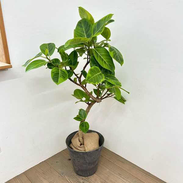 フィカス:アルテシマ(朴曲げ仕立て・Lサイズ) 7号鉢植え 10号鉢カバー付き(アートストーン ラウンド グレー)