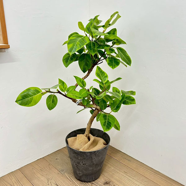 フィカス:アルテシマ(朴曲げ仕立て・Lサイズ) 7号鉢植え 10号鉢カバー付き(アートストーン ラウンド グレー)