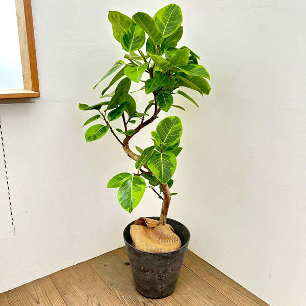 観葉植物 フィカス アルテシマ 約180cm 曲がり 現品販売 観葉植物 【現品】 フィカス アルテシマ 曲がり樹形 大型 1点もの