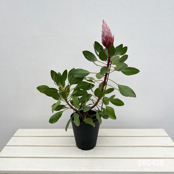 プロテア：リトルプリンス（大サイズ）5号鉢植え*