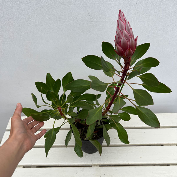 プロテア：リトルプリンス（大サイズ）5号鉢植え*