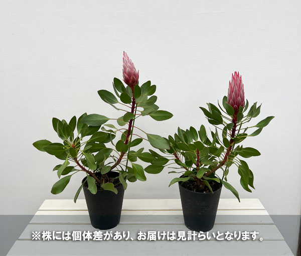 プロテア：リトルプリンス（大サイズ）5号鉢植え*