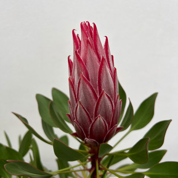 プロテア：リトルプリンス（大サイズ）5号鉢植え*