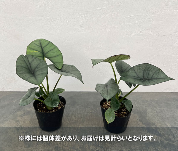 アロカシア:レギネ 4号ポット