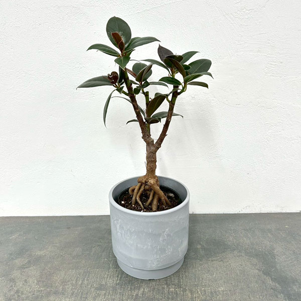 フィカス：メラニー　4号根上り仕立て　鉢カバー付き(SKステップH15：アッシュグレイ)