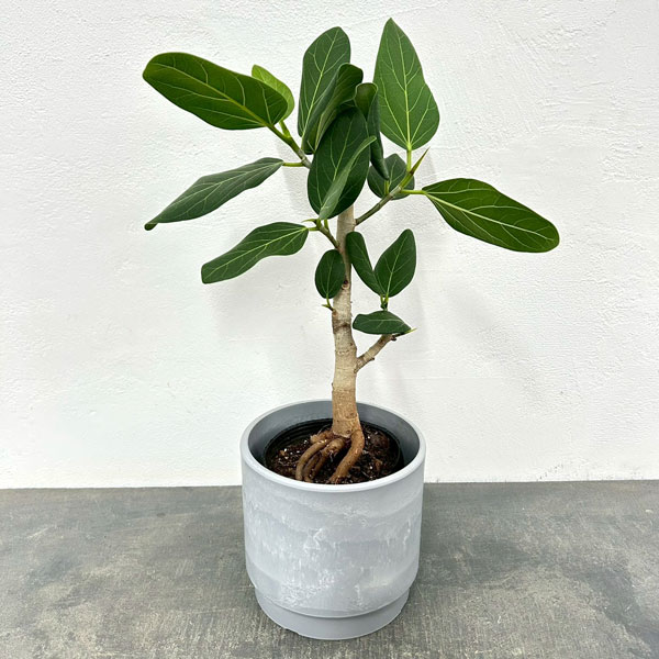 フィカス:ベンガレンシス(根上り仕立て)4号ポット 鉢カバー付き(SKステップH15:アッシュグレイ)