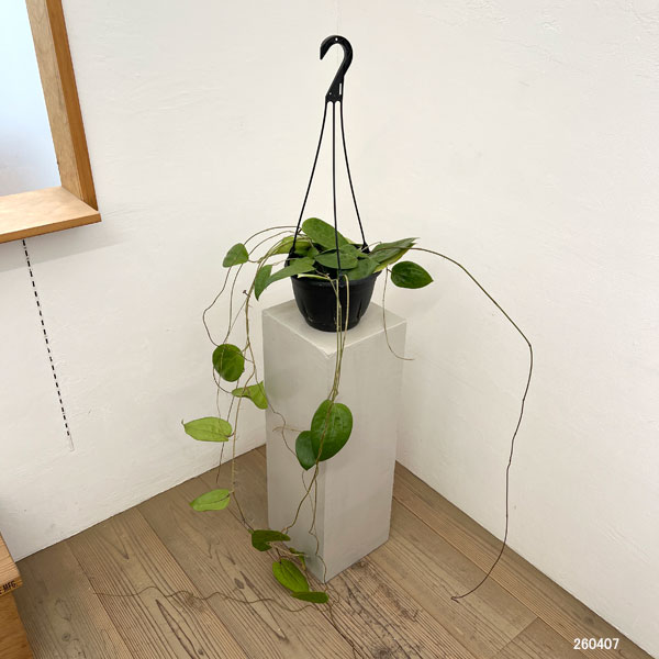 ホヤ：グラブラ　7号吊り鉢