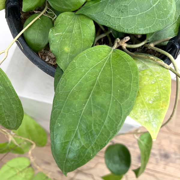 ホヤ：グラブラ　7号吊り鉢