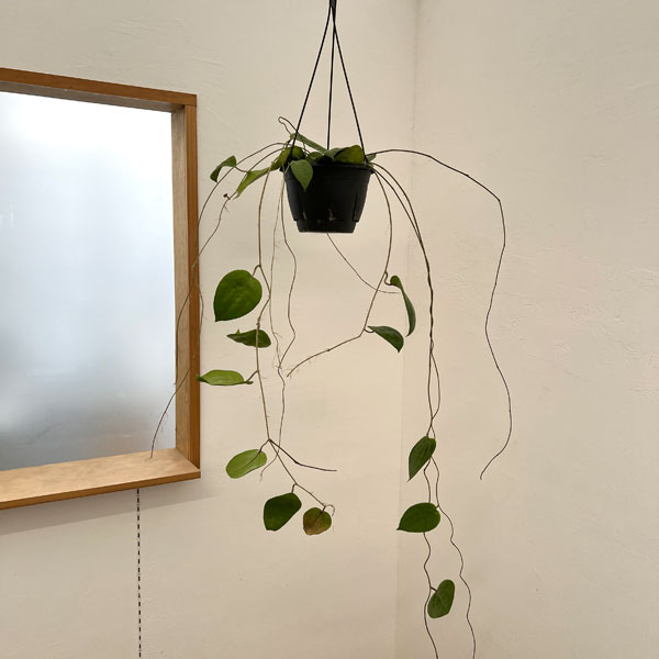 ホヤ：グラブラ　7号吊り鉢