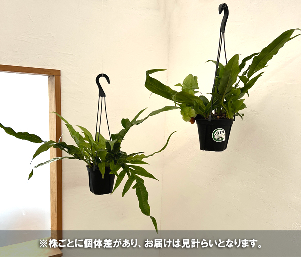 アグラオモルファ：コロナンス(カザリシダ)　5号吊り鉢