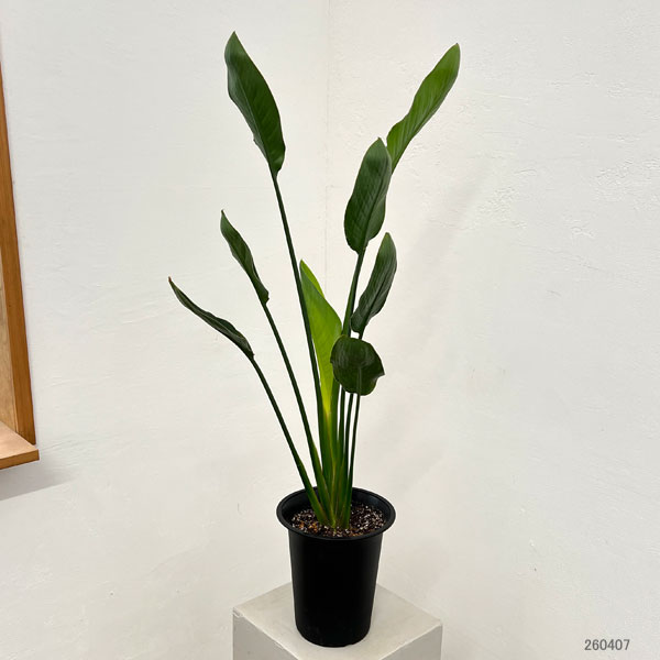 ストレリチア：レギネ　マンデラゴールド（黄花）6号鉢植え