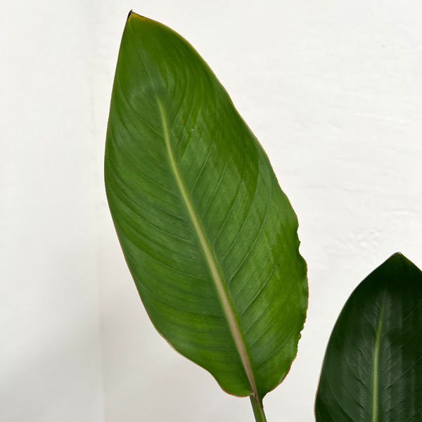 ストレリチア：レギネ　マンデラゴールド（黄花）6号鉢植え