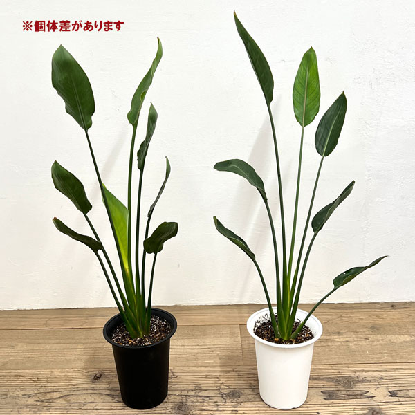 ストレリチア：レギネ　マンデラゴールド（黄花）6号鉢植え