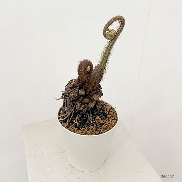 シダ：ヘゴシダsp.　6号鉢植え