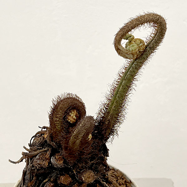 シダ：ヘゴシダsp.　6号鉢植え