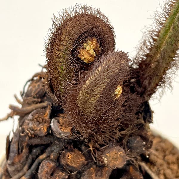 シダ：ヘゴシダsp.　6号鉢植え