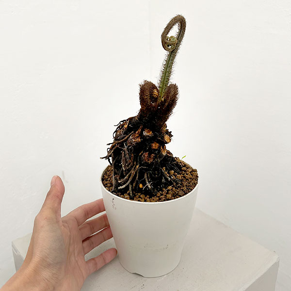 シダ：ヘゴシダsp.　6号鉢植え