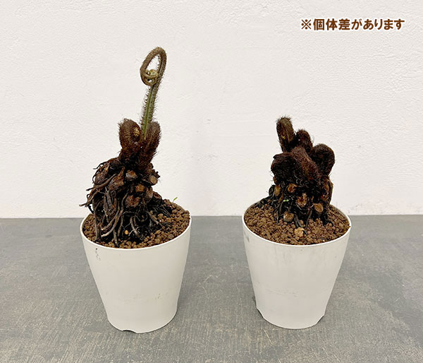 シダ：ヘゴシダsp.　6号鉢植え