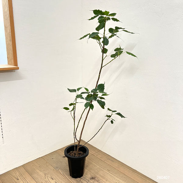 フィカス：レリジオーサ（スリーマハーボダイジュ）8号鉢植え