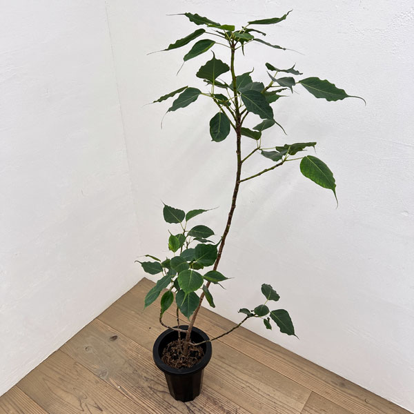 フィカス：レリジオーサ（スリーマハーボダイジュ）8号鉢植え