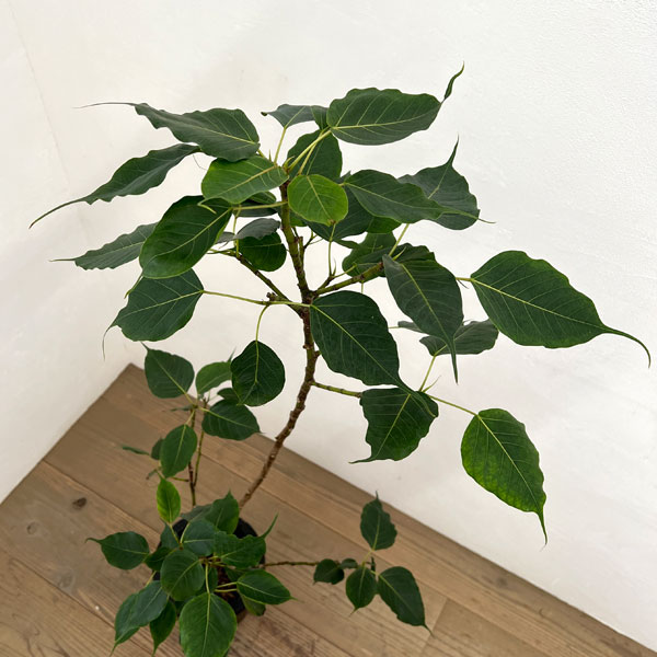 フィカス：レリジオーサ（スリーマハーボダイジュ）8号鉢植え