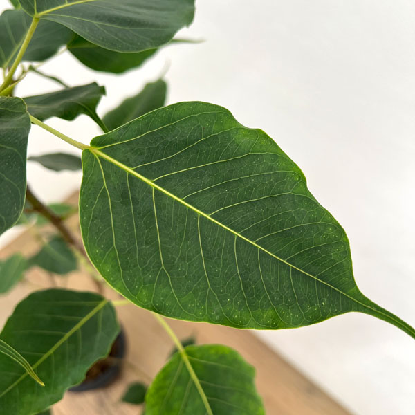 フィカス：レリジオーサ（スリーマハーボダイジュ）8号鉢植え