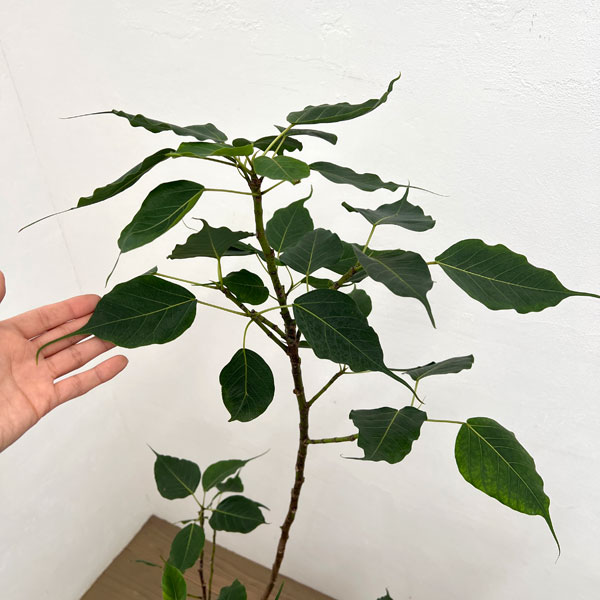 フィカス：レリジオーサ（スリーマハーボダイジュ）8号鉢植え
