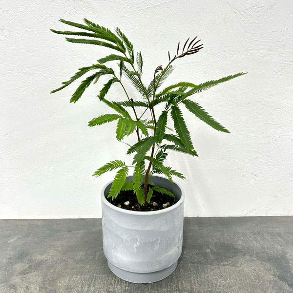 エバーフレッシュ　4号鉢植え　鉢カバー付き(SKステップH15：アッシュグレイ)