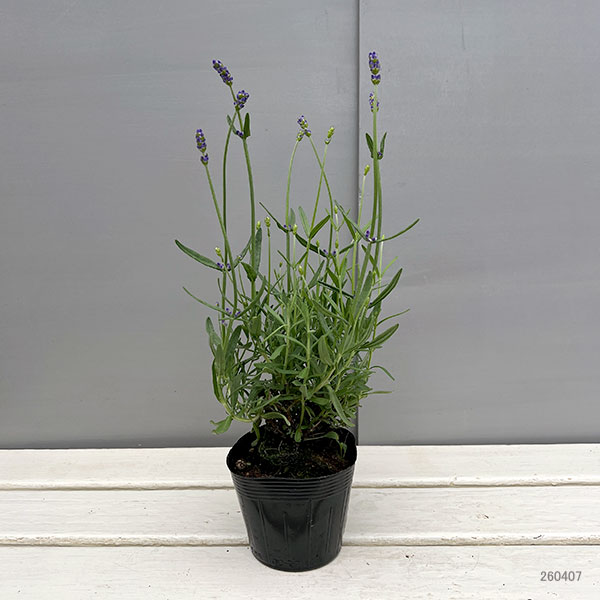 ラベンダー：ふらの3-3.5号ポット 12株セット