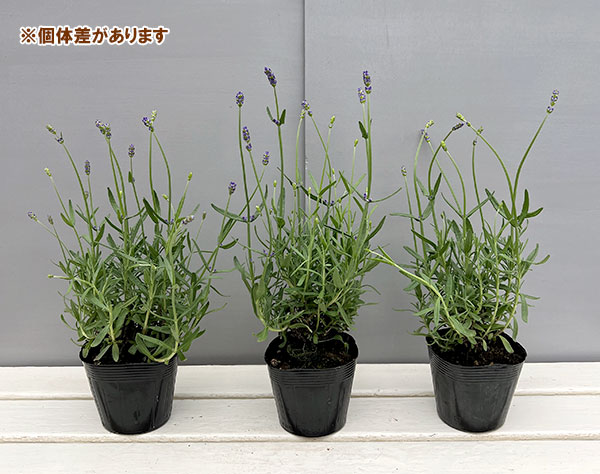 ラベンダー：ふらの3-3.5号ポット 12株セット