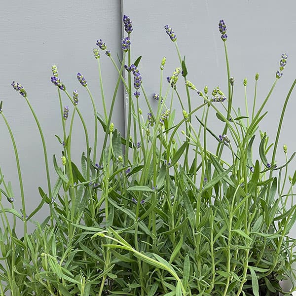 ラベンダー：ふらの3-3.5号ポット 12株セット