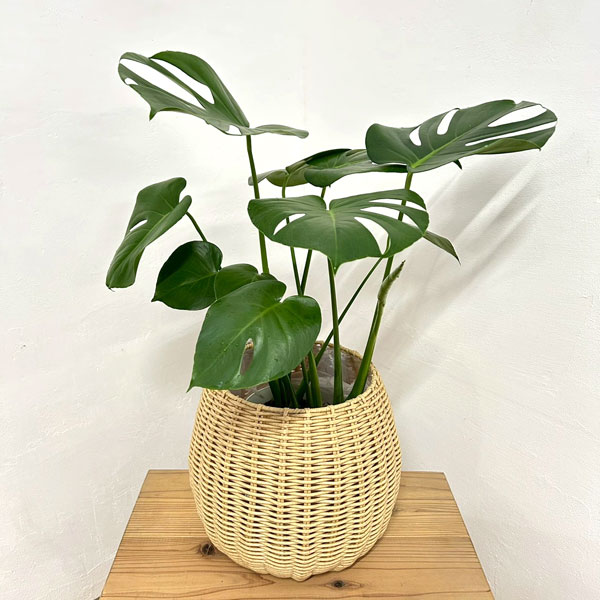 モンステラ：デリシオサ　6号鉢植え ラタン風鉢カバー・受け皿付き(ジェミニバスケット：ナチュラルL)