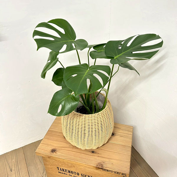モンステラ：デリシオサ　6号鉢植え ラタン風鉢カバー・受け皿付き(ジェミニバスケット：ナチュラルL)