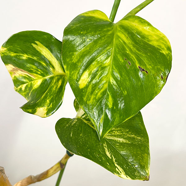 ポトス：朴仕立て　5号鉢植え