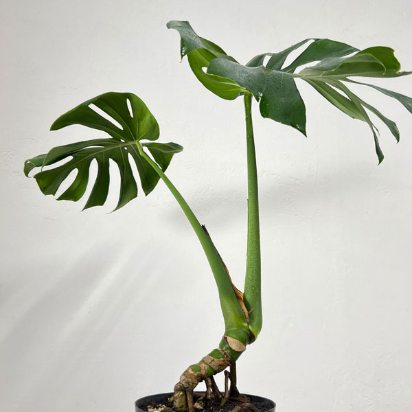 モンステラ：アダンソニー（根上がり）　6号鉢植え