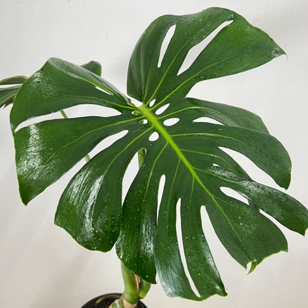 モンステラ：アダンソニー（根上がり）　6号鉢植え