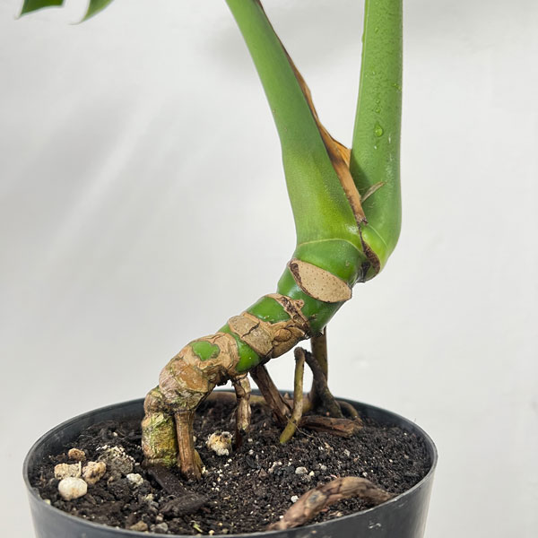 モンステラ：アダンソニー（根上がり）　6号鉢植え