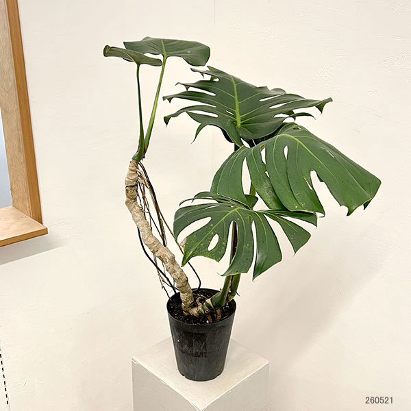 園芸ネット本店｜モンステラ：アダンソニー（根上がり） 6号鉢植え の
