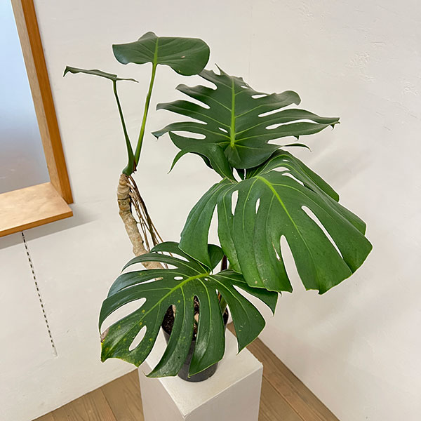 園芸ネット本店｜モンステラ：アダンソニー（根上がり） 6号鉢植え の