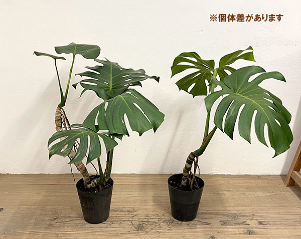 園芸ネット本店｜モンステラ：アダンソニー（根上がり） 6号鉢植え の