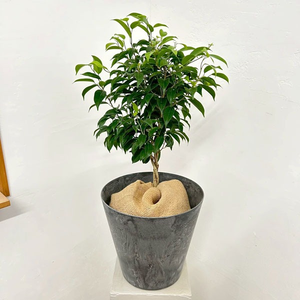 フィカス:ベンジャミン・リッチ スタンダード仕立て6号鉢植え 10号鉢カバー付き(アートストーン ラウンド グレー)*