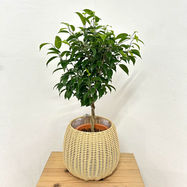 フィカス：ベンジャミン・リッチ　スタンダード仕立て6号鉢植え　ラタン風鉢カバー・受け皿付き(ジェミニバスケット：ナチュラルL)