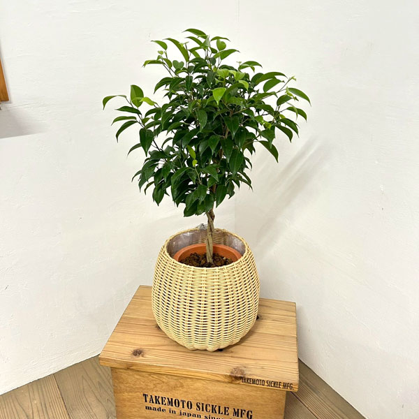 フィカス：ベンジャミン・リッチ　スタンダード仕立て6号鉢植え　ラタン風鉢カバー・受け皿付き(ジェミニバスケット：ナチュラルL)