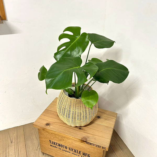 モンステラ：デリシオサ　5号鉢植え　ラタン風鉢カバー・受け皿付き(ジェミニバスケット：ナチュラルM)